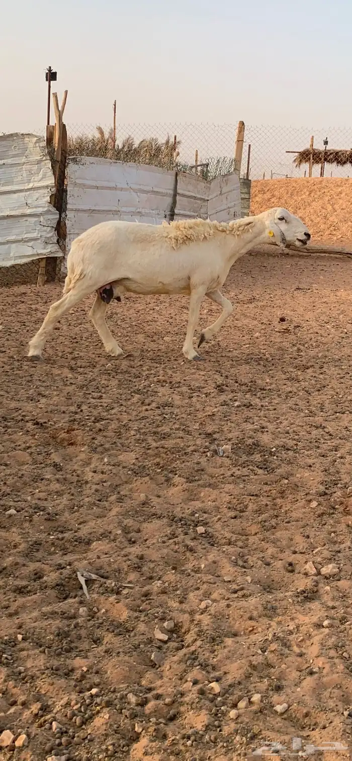 تم البيع 1