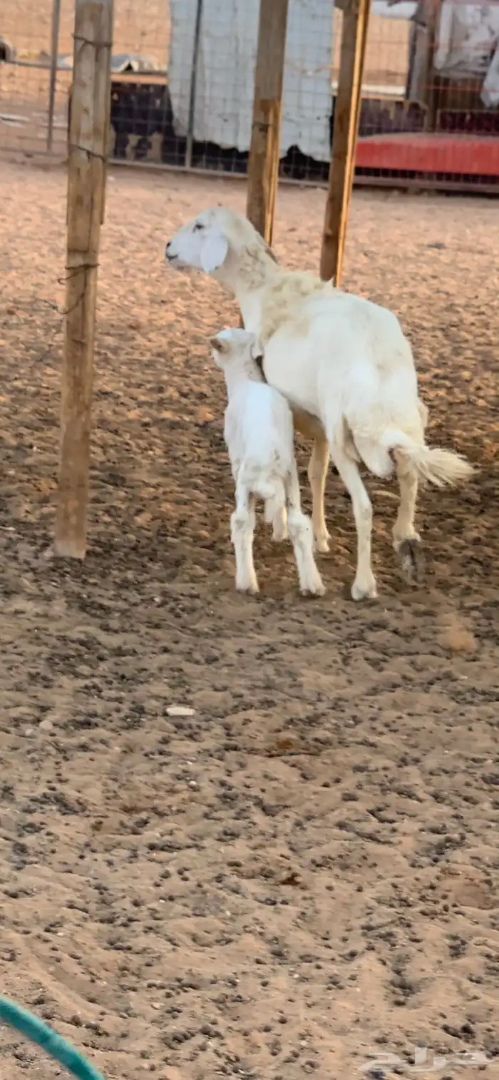 تم البيع 2