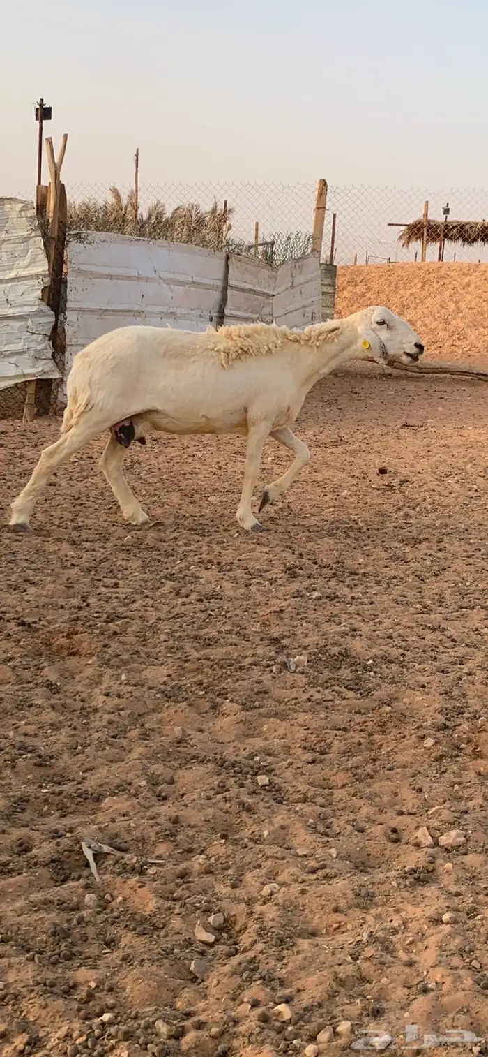 تم البيع 0