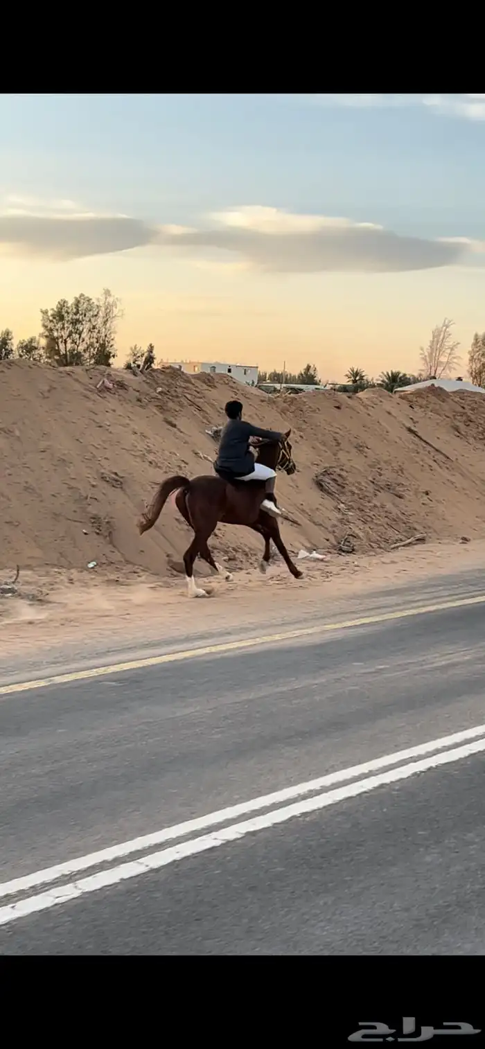 للبيع حصان عربي واهو العمر 10 به كدمه باليد اليمين بس 3