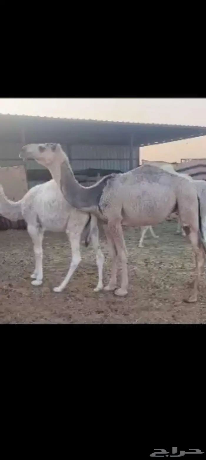 شقحاء طيبه 1