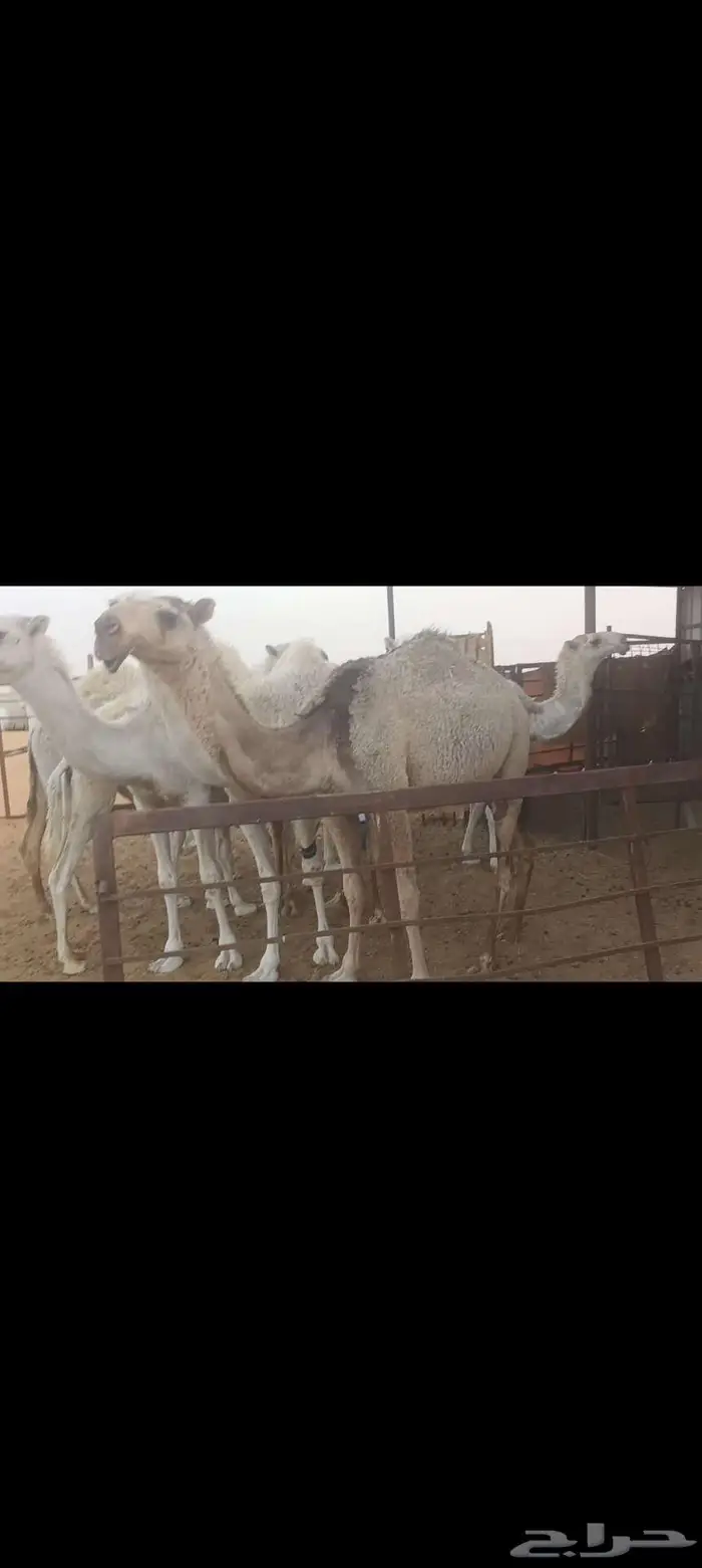 شقحاء طيبه 2