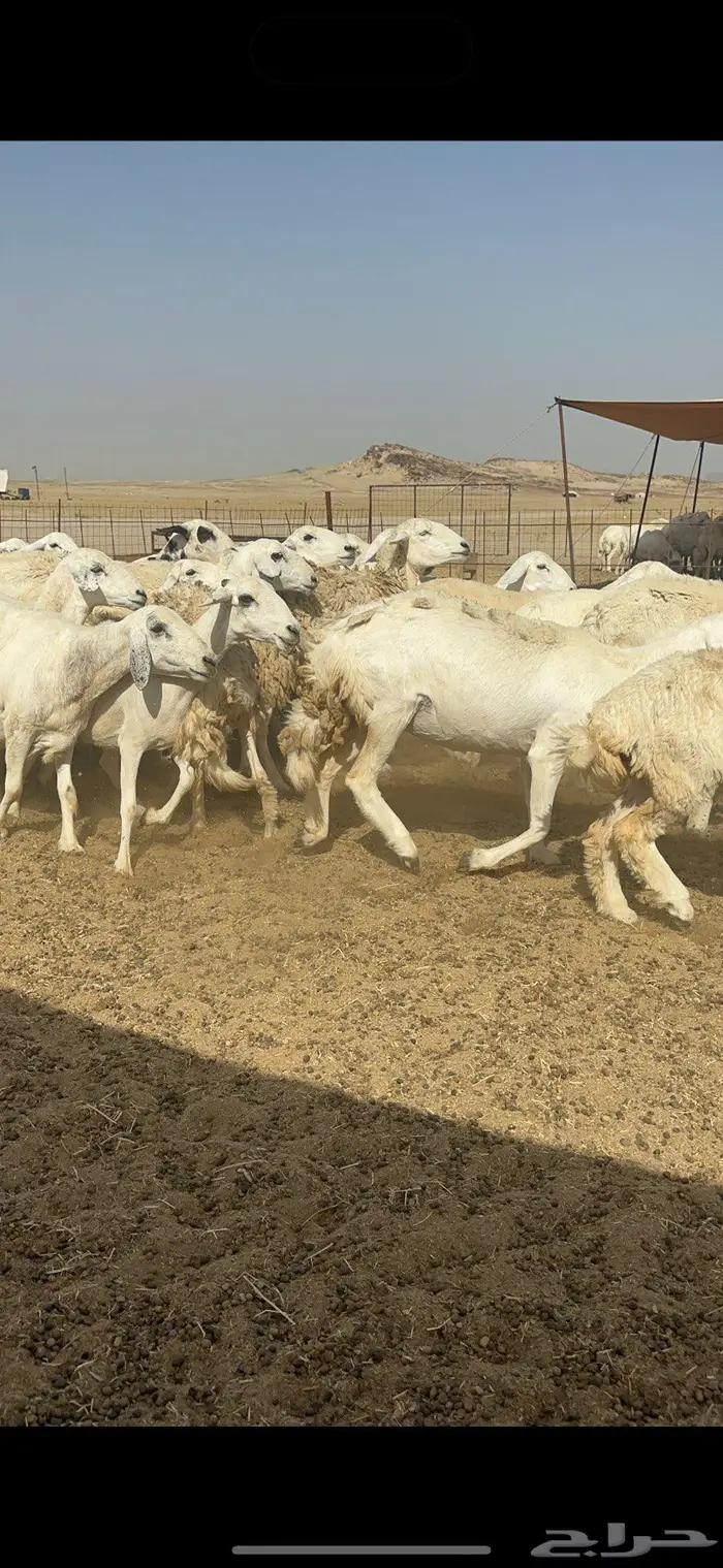 غنم حرش شي نادر 4