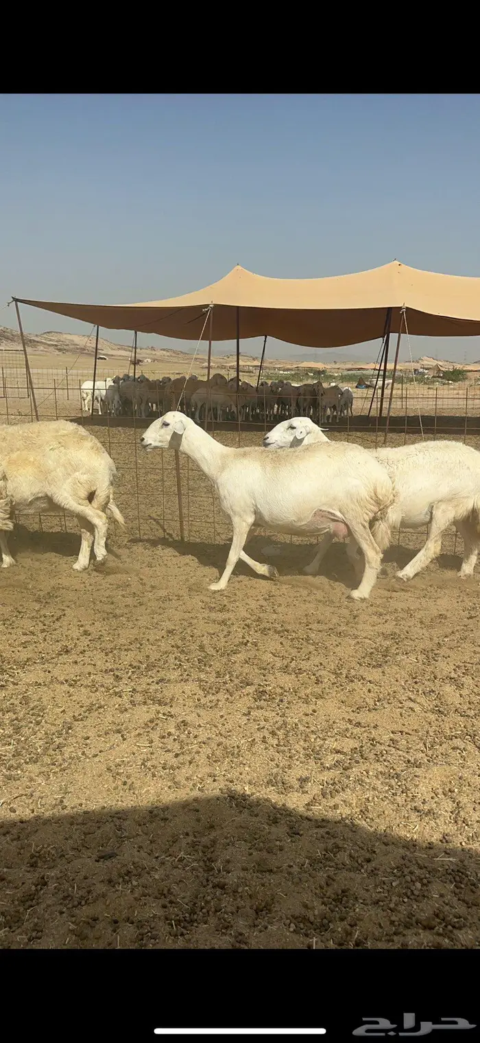 غنم حرش شي نادر 3