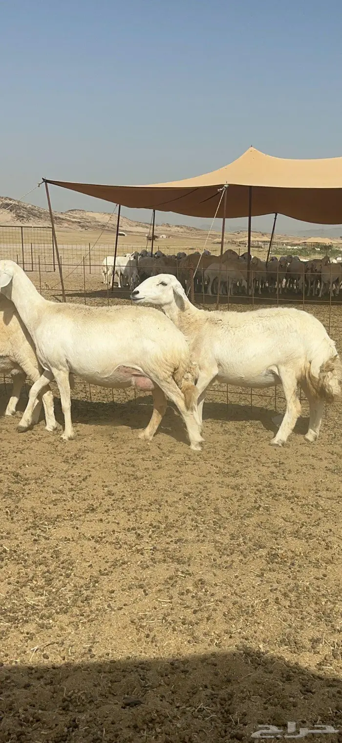 غنم حرش شي نادر 8