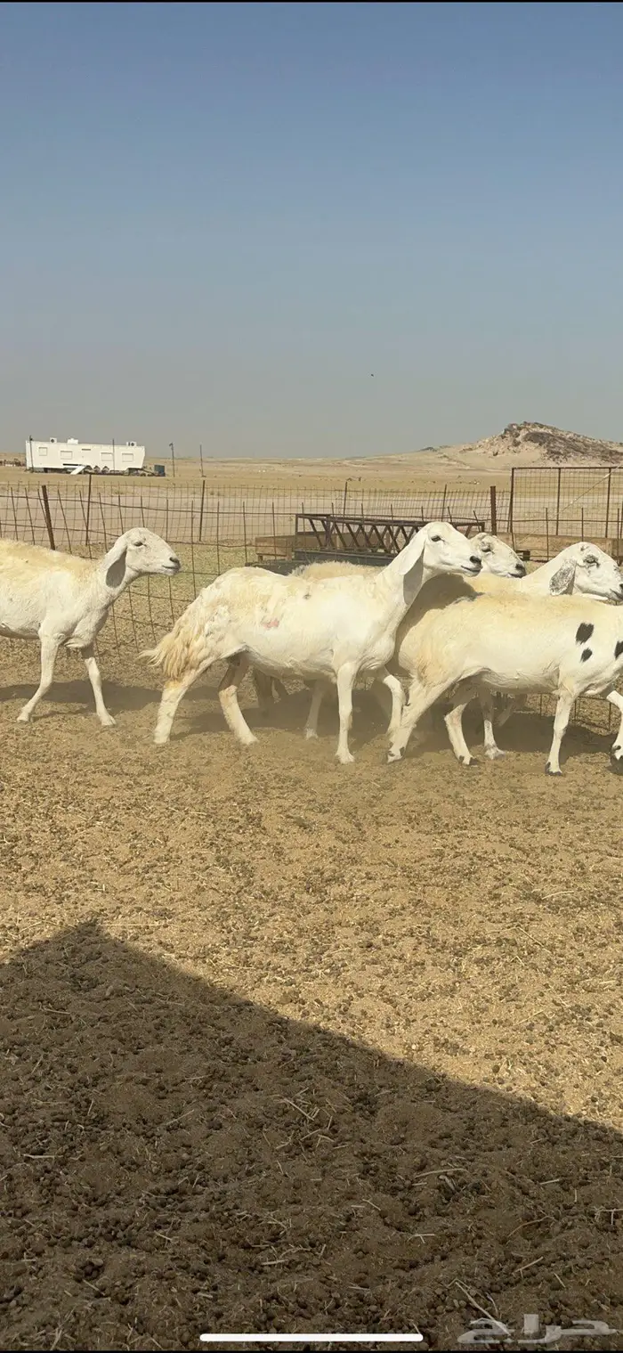 غنم حرش شي نادر 7