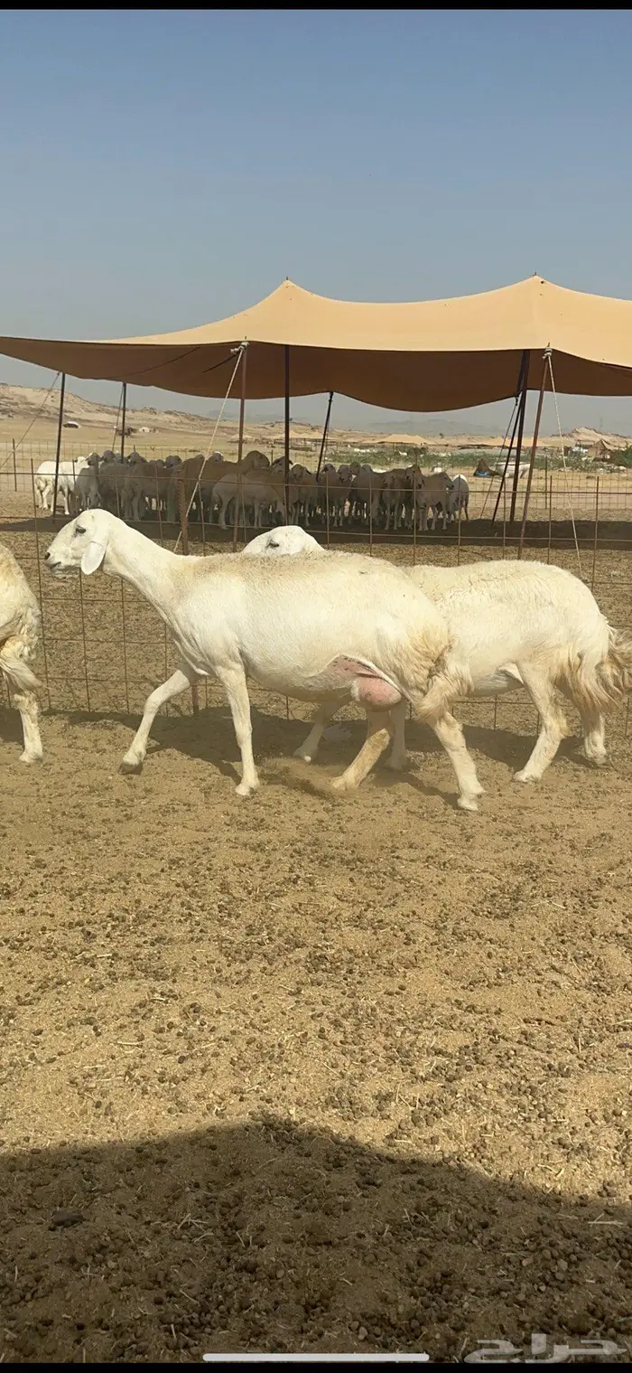 غنم حرش شي نادر 6
