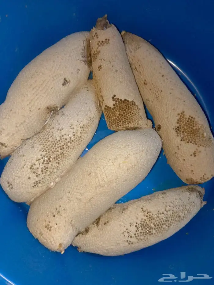 عسل بري حر القنفذة الكيلو ب100 التواصل واتس أو اتصال 3