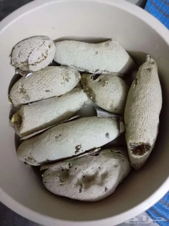 عسل بري حر القنفذة الكيلو ب100 التواصل واتس أو اتصال 0