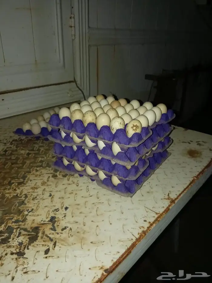 بيض بلدي طازه يومي 1