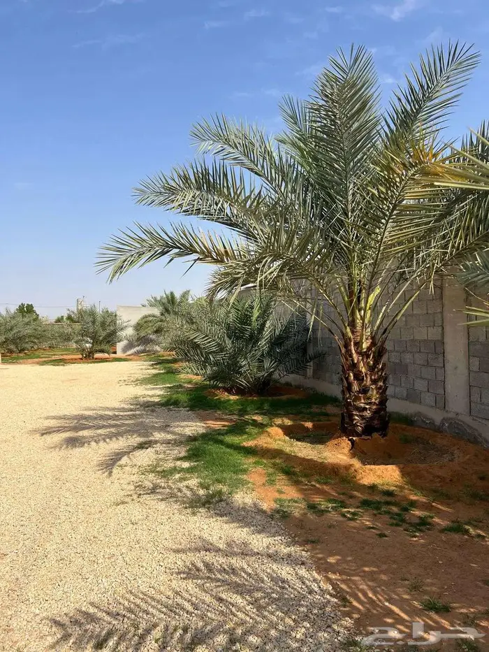 منتجع او مزرعة للبيع - الخرج حي الرحمانية 6