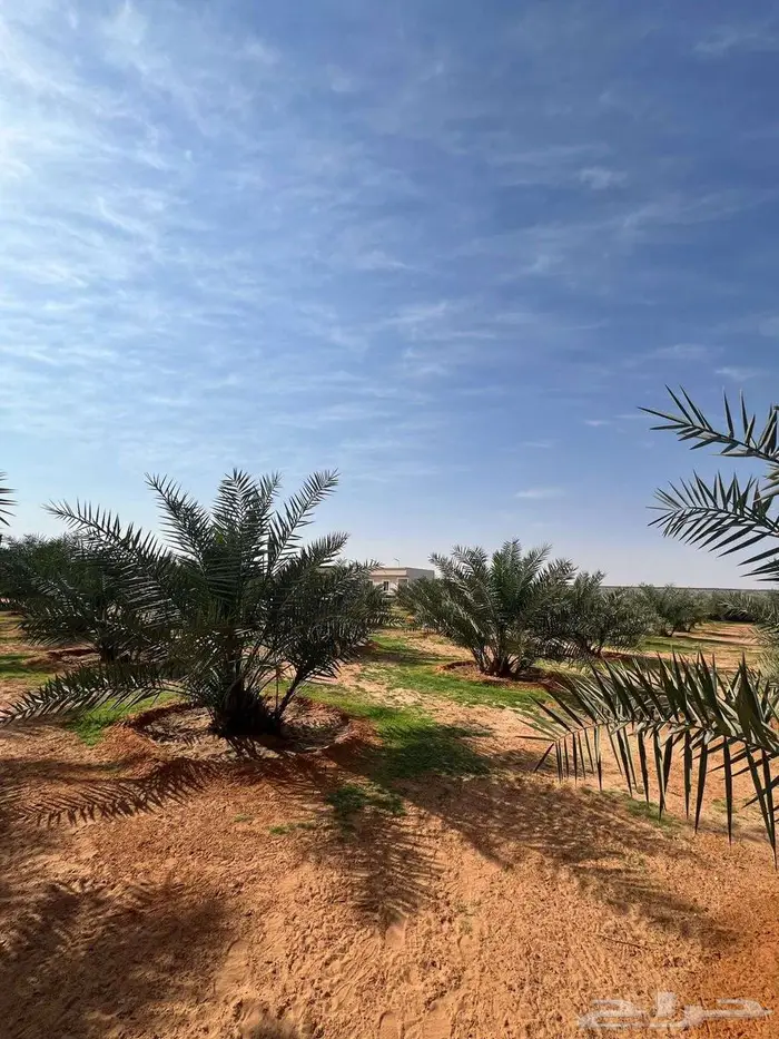 منتجع او مزرعة للبيع - الخرج حي الرحمانية 8