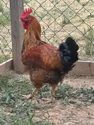 ديك عملاق 4