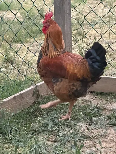 ديك عملاق 2