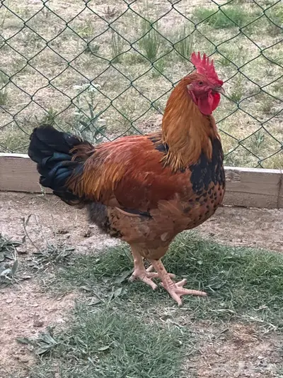 ديك عملاق 0