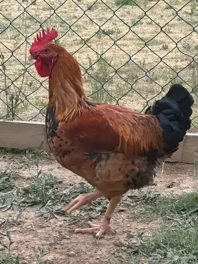 ديك عملاق 1