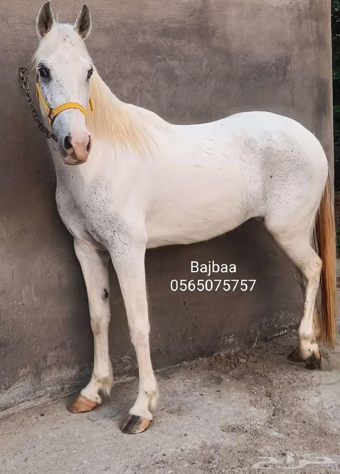 مهره من النوادر جميله اللون والعين كرستال الصلاة ع النبي 0