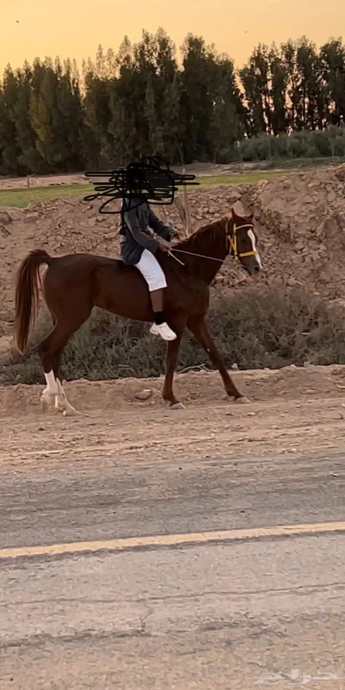 للبيع حصان عربي واهو العمر 10 به كدمه باليد اليمين بس 0