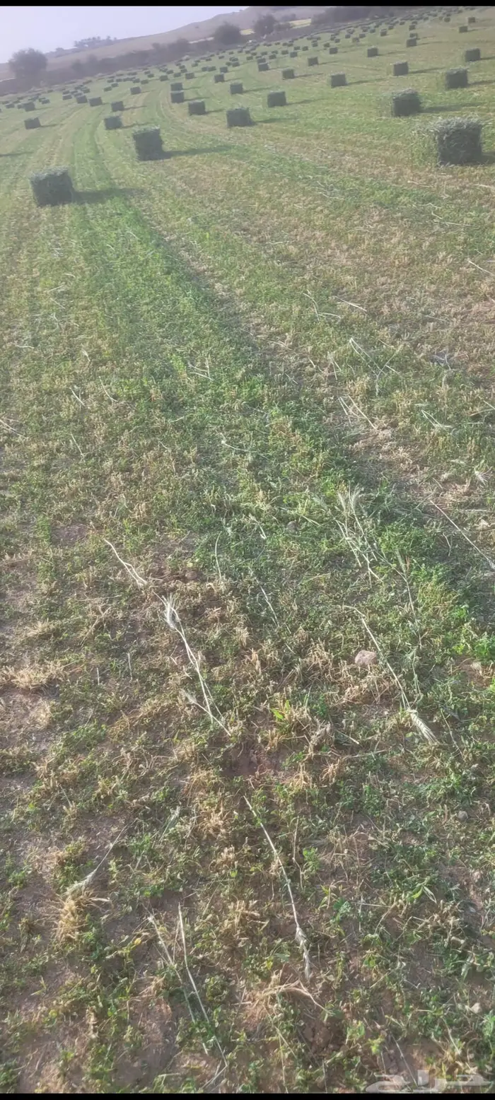 اللبيع أعلاف سنابل. بر أخضر جديد اول حصده مقاس 80خ85 4