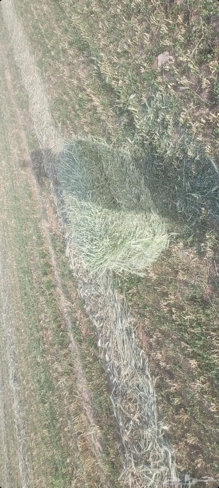 اللبيع أعلاف سنابل. بر أخضر جديد اول حصده مقاس 80خ85 6