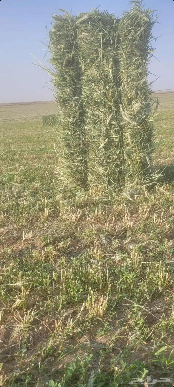 اللبيع أعلاف سنابل. بر أخضر جديد اول حصده مقاس 80خ85 0