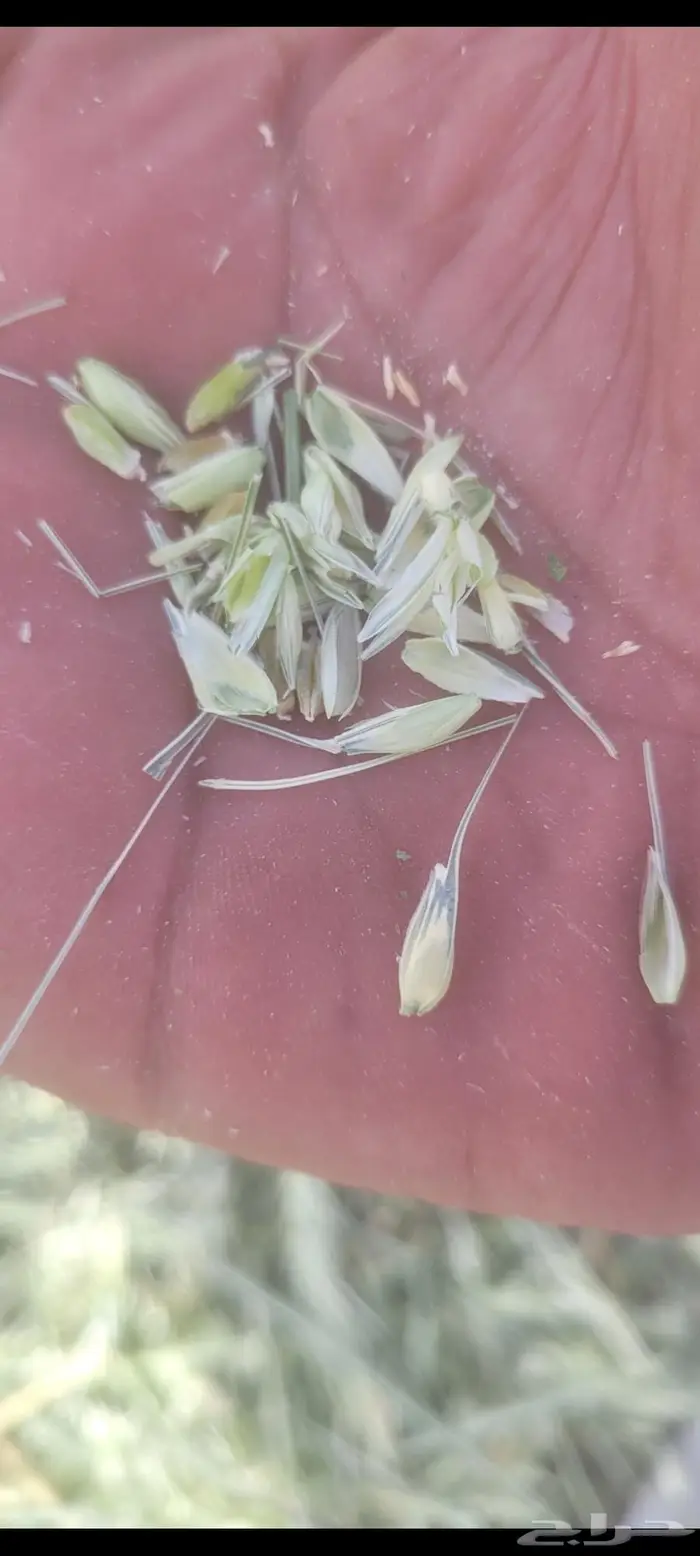 اللبيع أعلاف سنابل. بر أخضر جديد اول حصده مقاس 80خ85 1