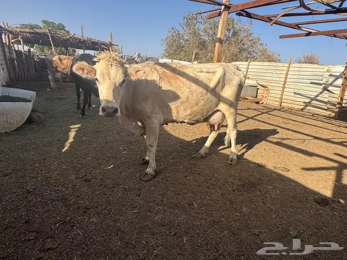 بقر وثور 10