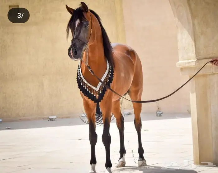متوفر خدمة إيواء خيل بالشرقية 6