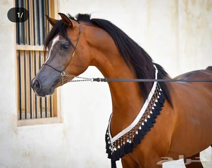 متوفر خدمة إيواء خيل بالشرقية 5