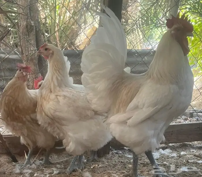 دجاج زينة 4