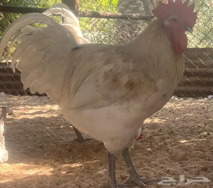 دجاج زينة 2