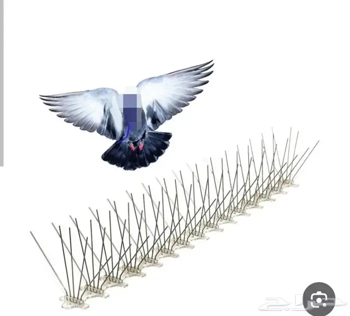 أشواق طارد الطيور 1