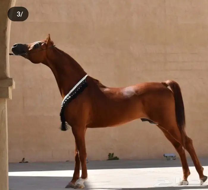 متوفر خدمة إيواء خيل بالشرقية 8