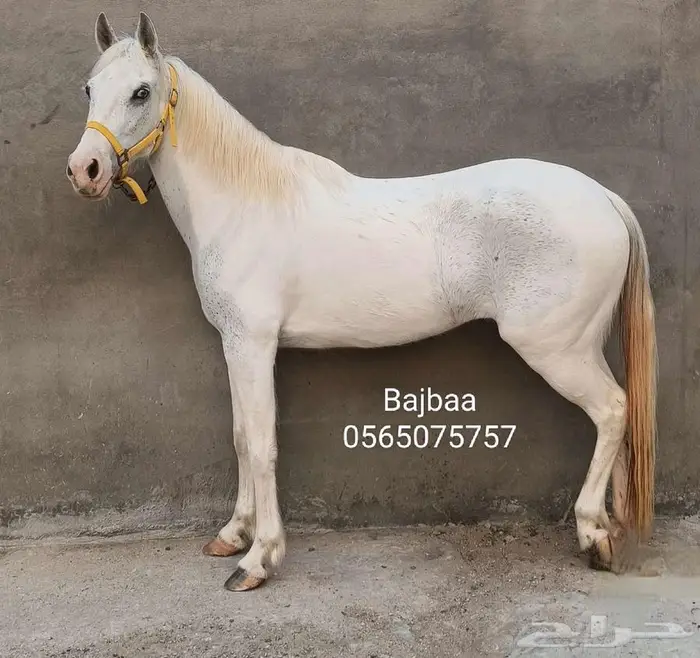 مهره من النوادر جميله اللون والعين كرستال الصلاة ع النبي 1