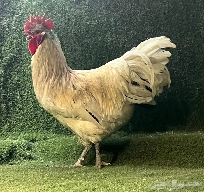 دجاج زينة 0