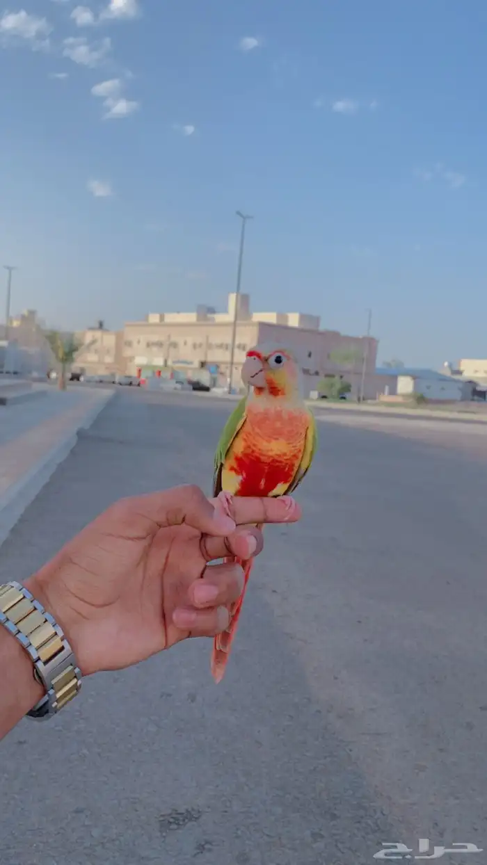 كنيور هدد داخلي هدد هارجي متكلم 0