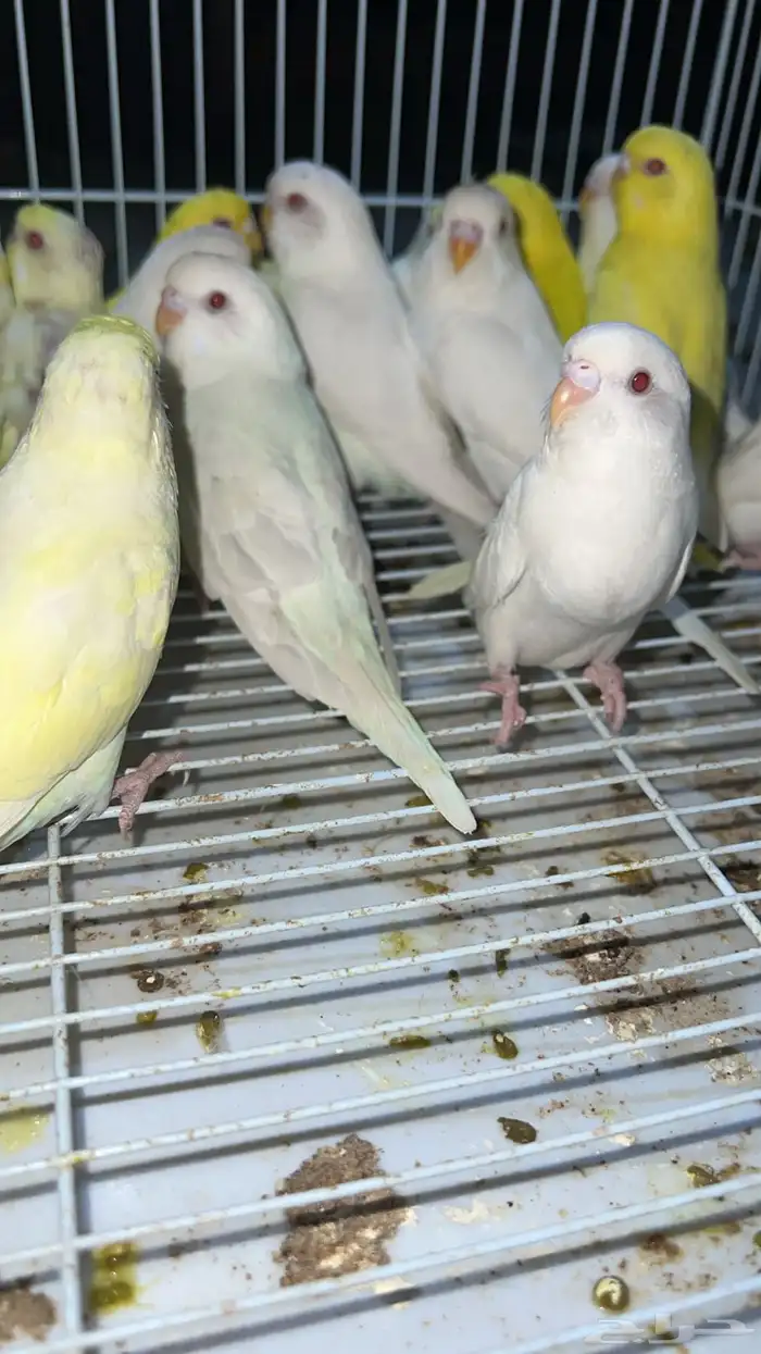 بادجي هولندي عيون حمر 0