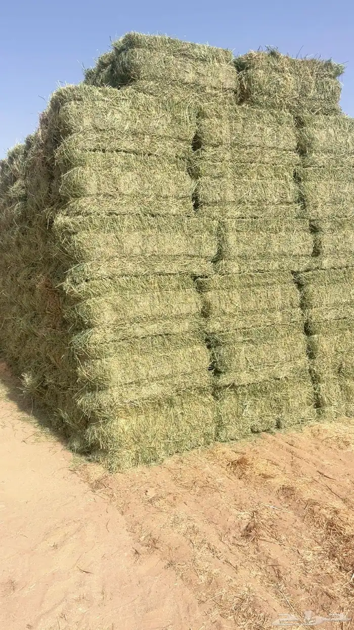برسيم صافي 0