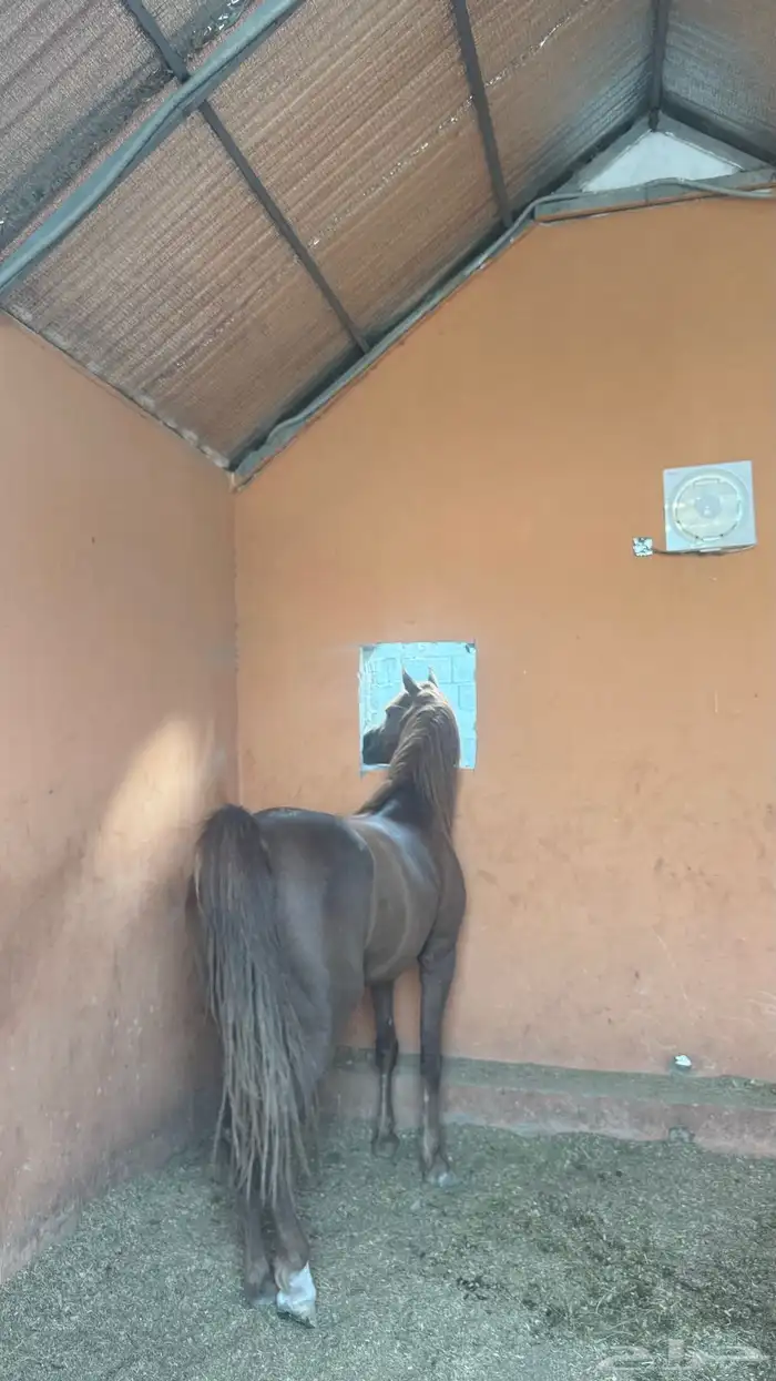 حصان عربي ب اوراق 3