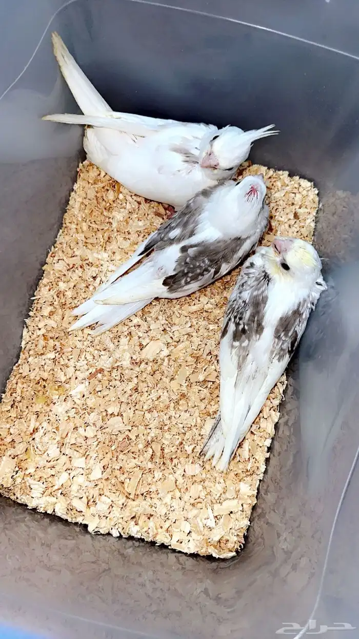 فروخ كروان للعشاق الطفرات والنوادر ( تم البيع ) 1