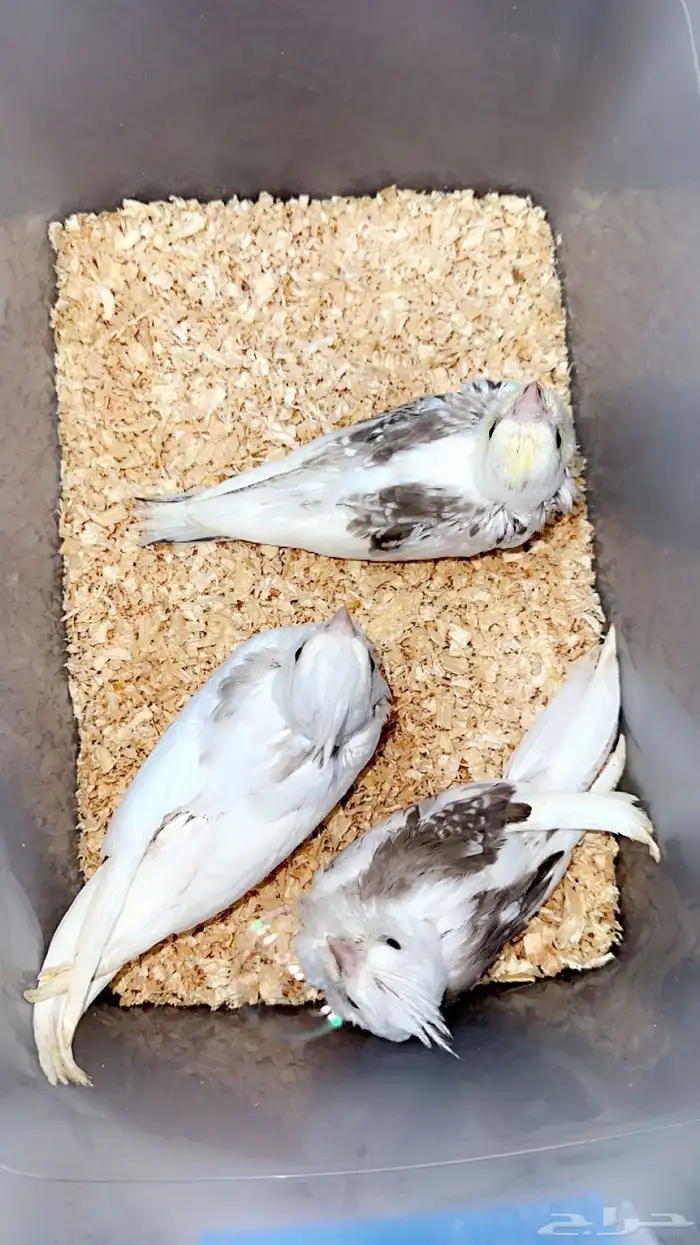 فروخ كروان للعشاق الطفرات والنوادر ( تم البيع ) 0