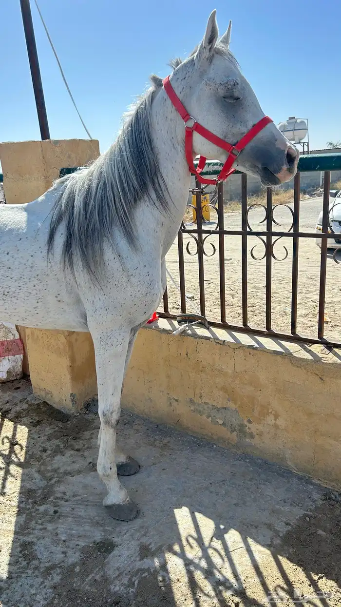 حصان واهو. 1
