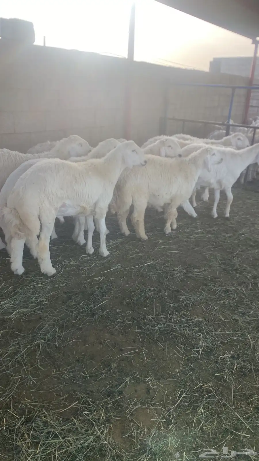 عشره طليان جذعان 1