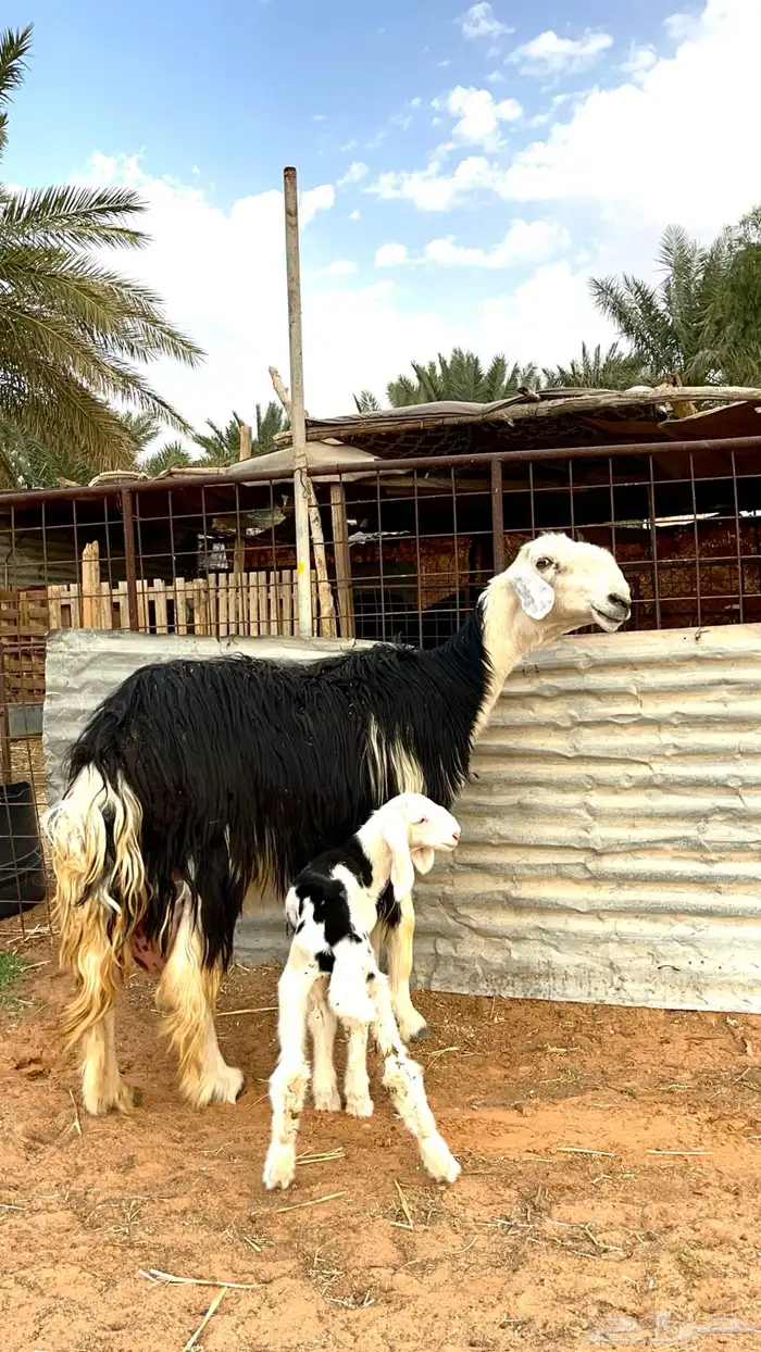 شياه نجد مواليد 1