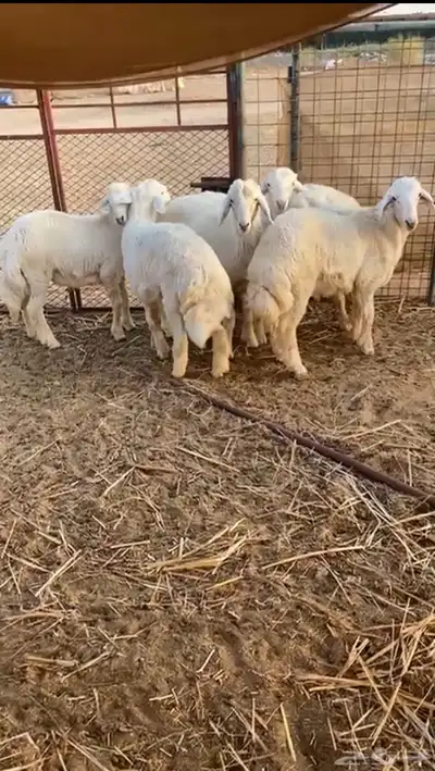 طليان حريه تم البيع 4