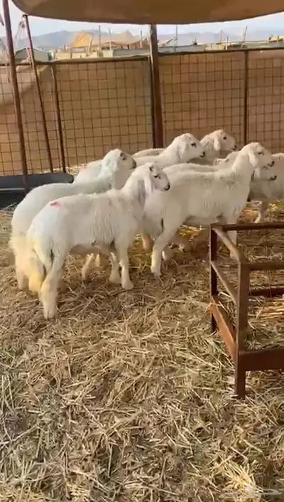 طليان حريه تم البيع 1