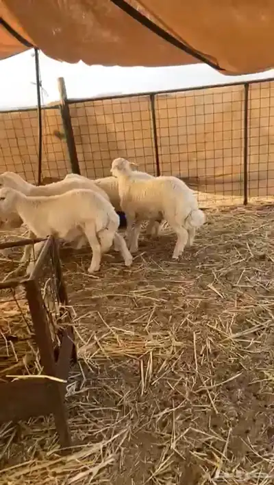 طليان حريه تم البيع 5