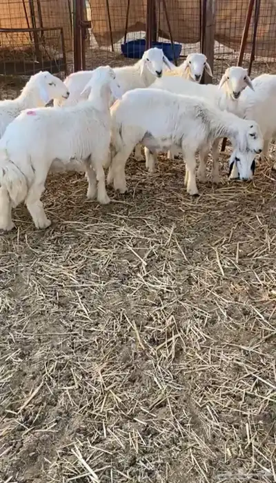 طليان حريه تم البيع 2
