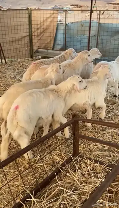 طليان حريه تم البيع 3