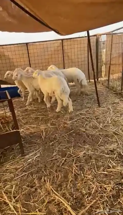طليان حريه تم البيع 6